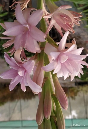 augmented_Polianthes tuberosa flower7_flipped_ud.jpeg